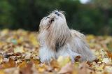 SHIH TZU 152